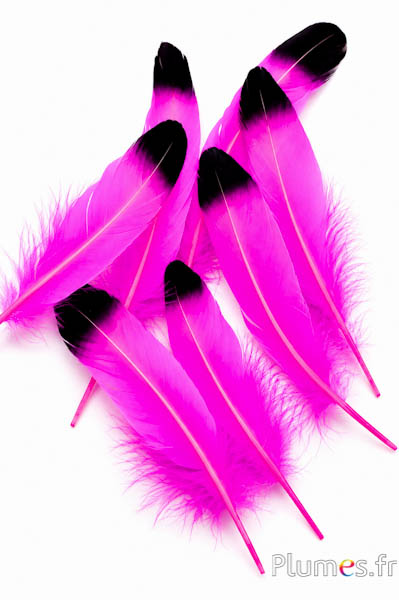 Oca punta nera - 15-21 cm - fucsia